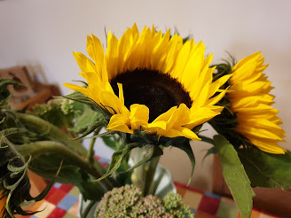 A close up shot of several sunflowers.