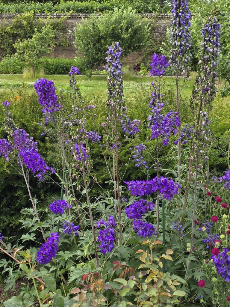 Delphinium at Althelhampton House and Gardens. One of two wheelchair accessible gardens in Dorchester.
