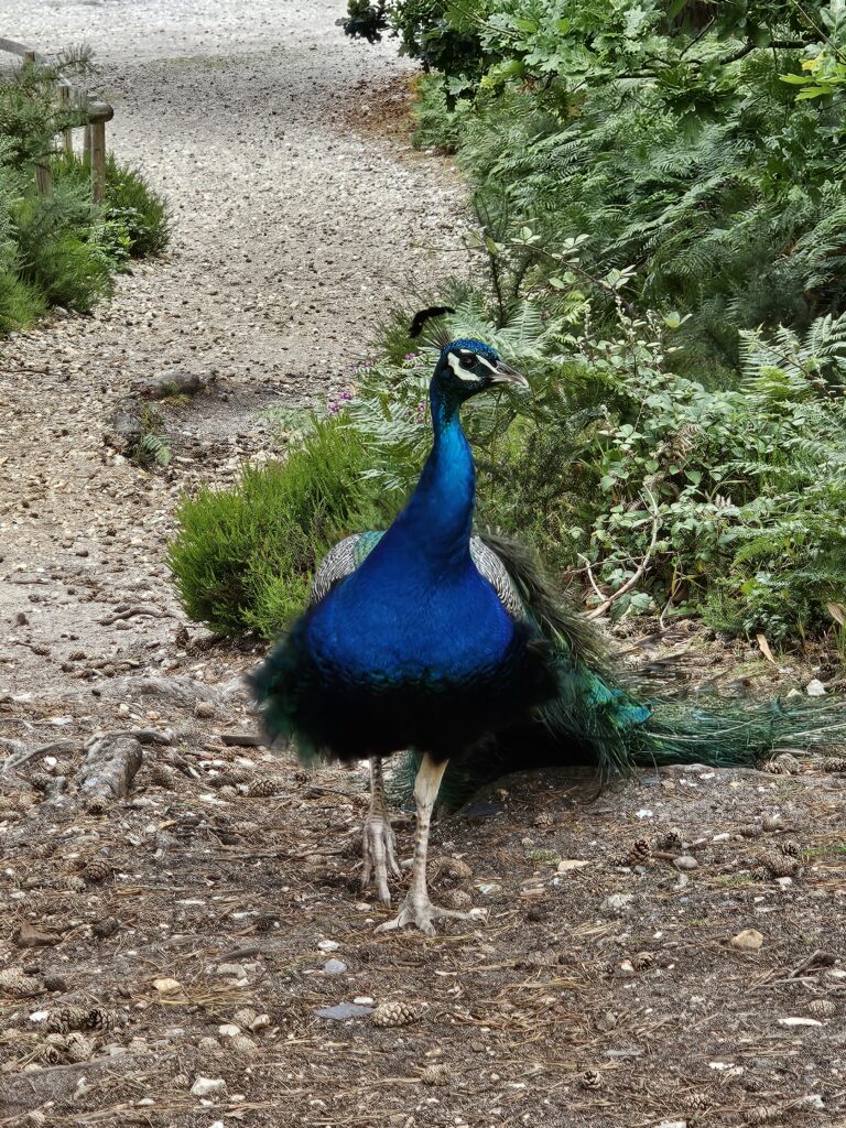 Peacock on Brownsea Island